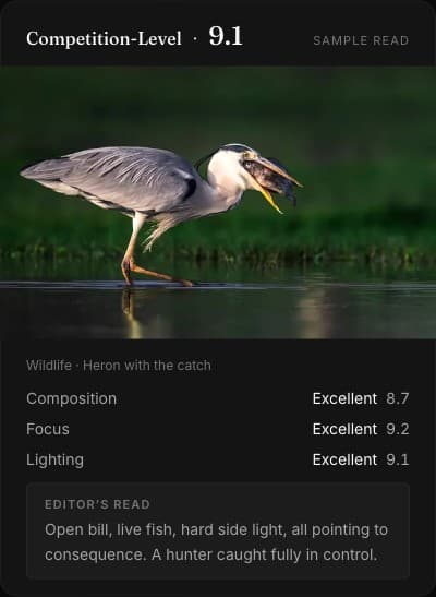 A KaizenShots read, scoring a wildlife photograph 9.1 out of 10 with per-category scores and an editor's note